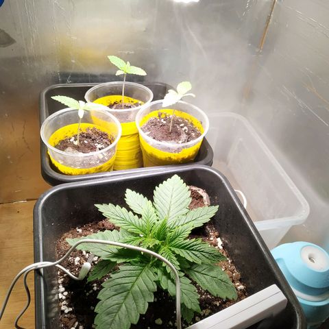 Pepsi critical kush growlog timeline photo
