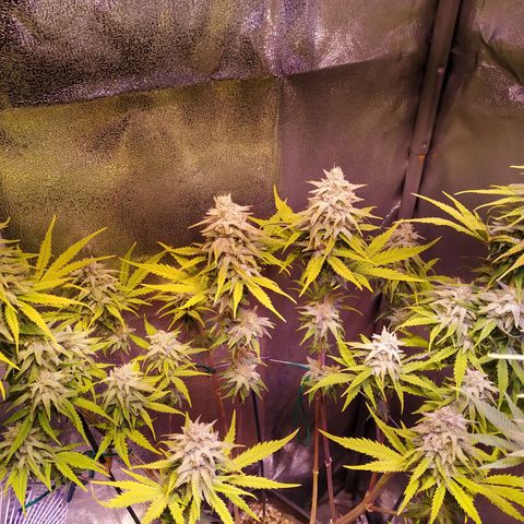 Ava Gardner critical kush growlog timeline photo