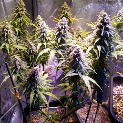 Pepsi critical kush growlog timeline photo