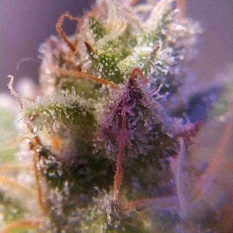 Ava Gardner critical kush growlog timeline photo