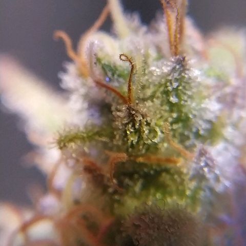Ava Gardner critical kush growlog timeline photo