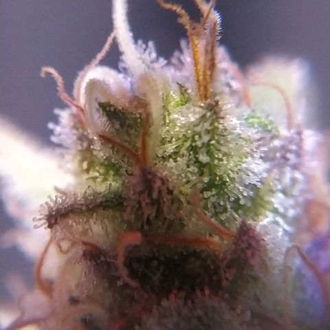 Ava Gardner critical kush growlog timeline photo