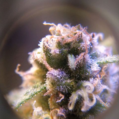 Pepsi critical kush growlog timeline photo