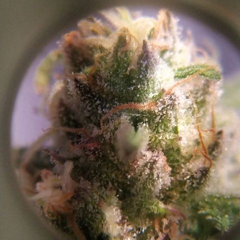 Pepsi critical kush growlog timeline photo