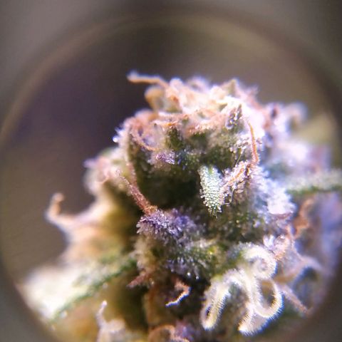 Pepsi critical kush growlog timeline photo