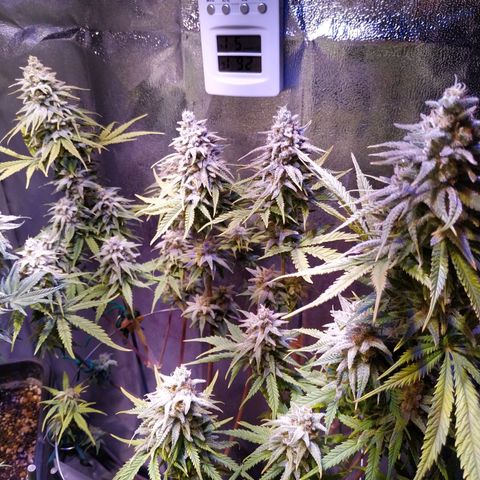 Ava Gardner critical kush growlog timeline photo