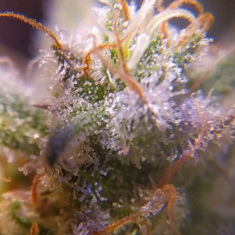 Ava Gardner critical kush growlog timeline photo