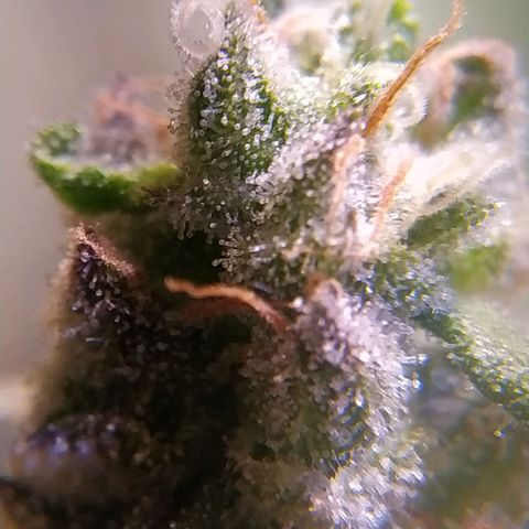 Pepsi critical kush growlog timeline photo