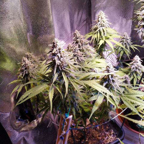 Pepsi critical kush growlog timeline photo