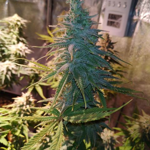 Ava Gardner critical kush growlog timeline photo