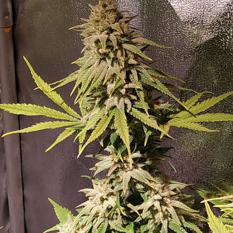 Ava Gardner critical kush growlog timeline photo