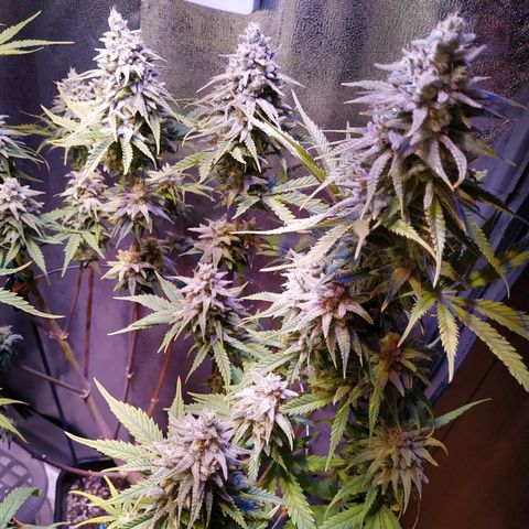 Ava Gardner critical kush growlog timeline photo