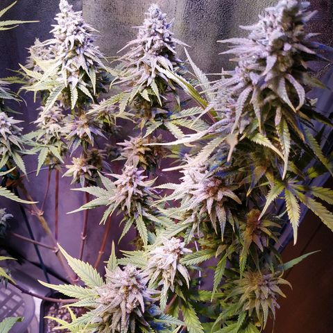 Ava Gardner critical kush growlog timeline photo