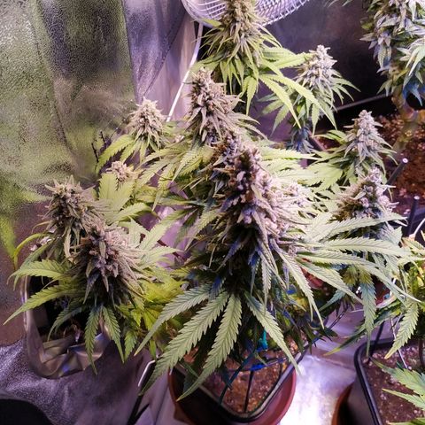 Pepsi critical kush growlog timeline photo