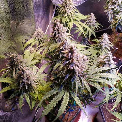 Pepsi critical kush growlog timeline photo