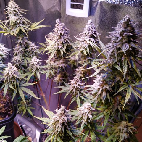 Ava Gardner critical kush growlog timeline photo