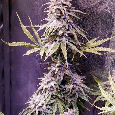 Ava Gardner critical kush growlog timeline photo