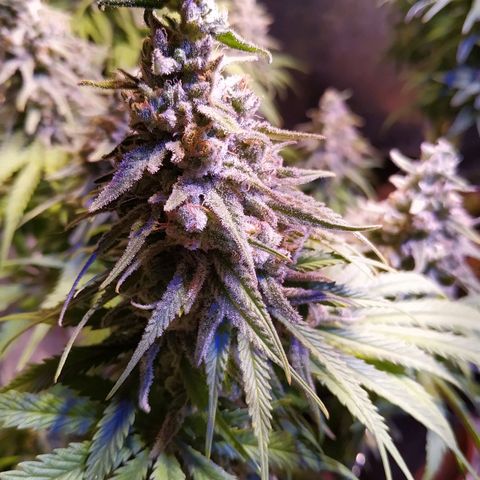 Pepsi critical kush growlog timeline photo