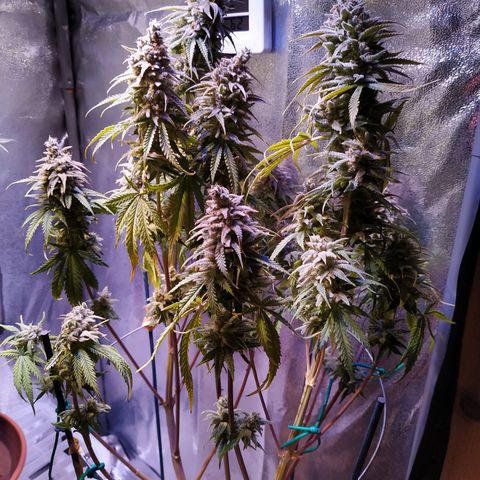 Ava Gardner critical kush growlog timeline photo