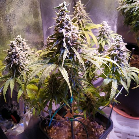 Pepsi critical kush growlog timeline photo