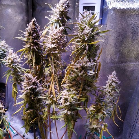 Ava Gardner critical kush growlog timeline photo