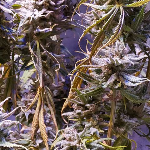 Ava Gardner critical kush growlog timeline photo