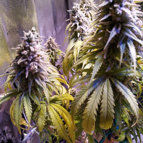 Pepsi critical kush growlog timeline photo