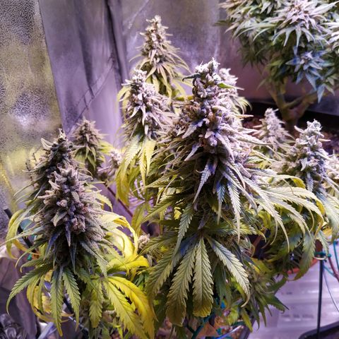 Pepsi critical kush growlog timeline photo