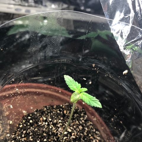 Amnesia Haze #1 growlog timeline photo