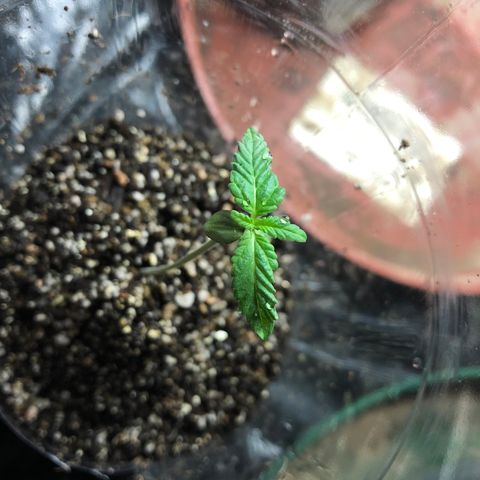 Amnesia Haze #1 growlog timeline photo