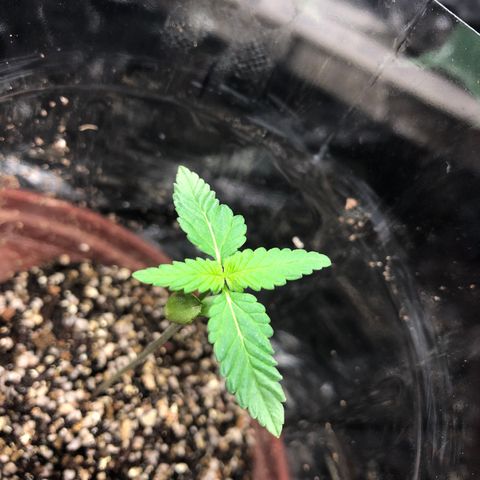 Amnesia Haze #1 growlog timeline photo