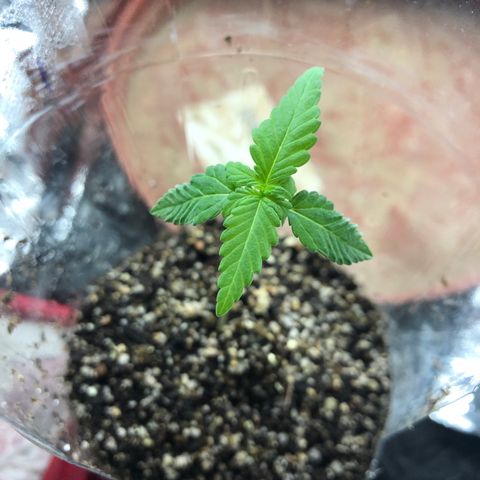 Amnesia Haze #1 growlog timeline photo