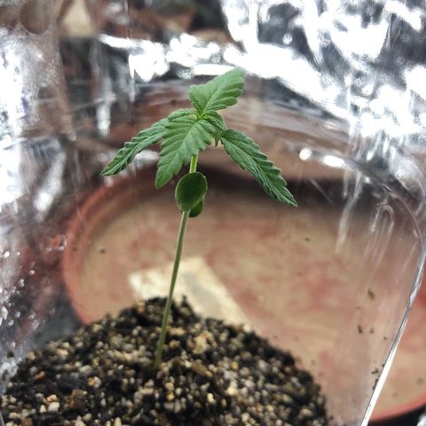 Amnesia Haze #1 growlog timeline photo