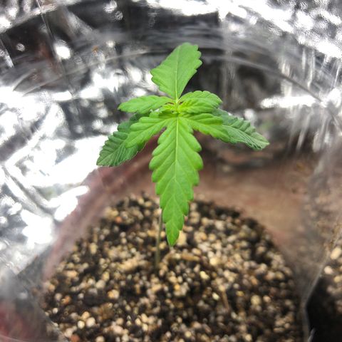 Amnesia Haze #1 growlog timeline photo
