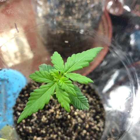 Amnesia Haze #1 growlog timeline photo