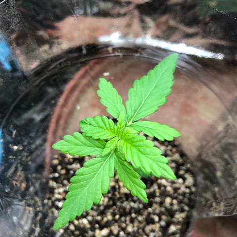 Amnesia Haze #1 growlog timeline photo