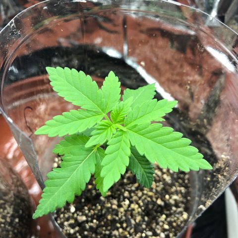 Amnesia Haze #1 growlog timeline photo