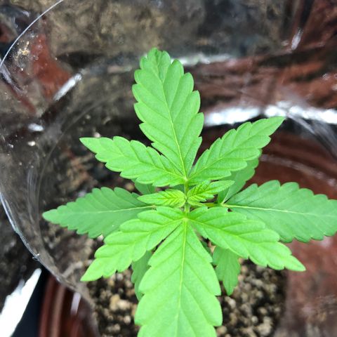 Amnesia Haze #1 growlog timeline photo