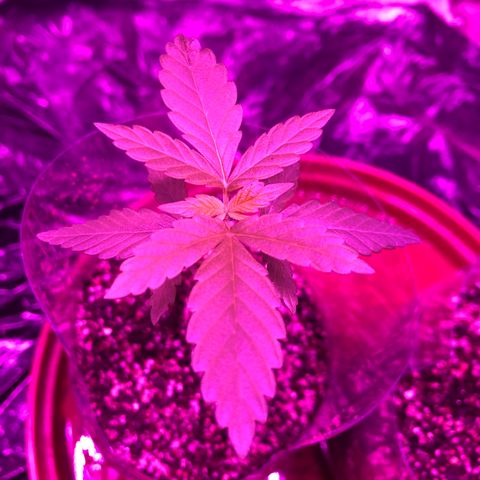 Amnesia Haze #1 growlog timeline photo