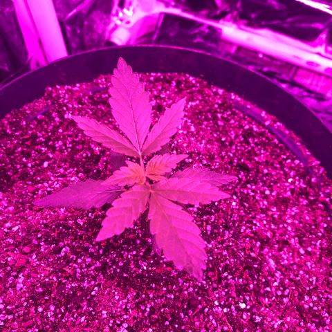Amnesia Haze #1 growlog timeline photo