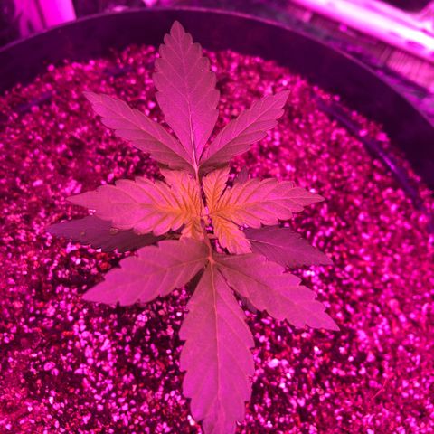 Amnesia Haze #1 growlog timeline photo