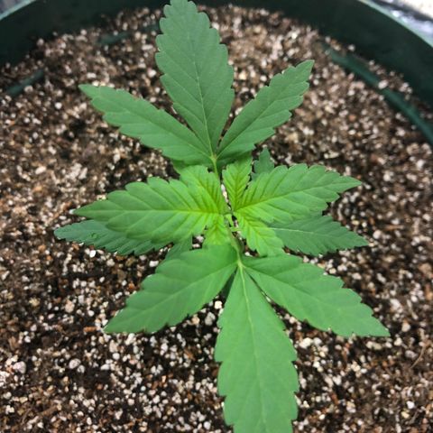 Amnesia Haze #1 growlog timeline photo