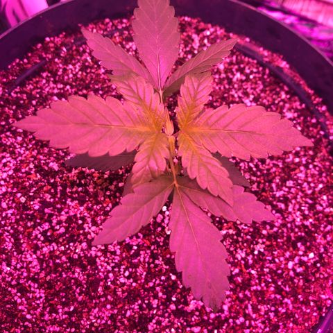 Amnesia Haze #1 growlog timeline photo