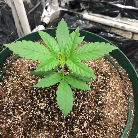 Amnesia Haze #1 growlog timeline photo