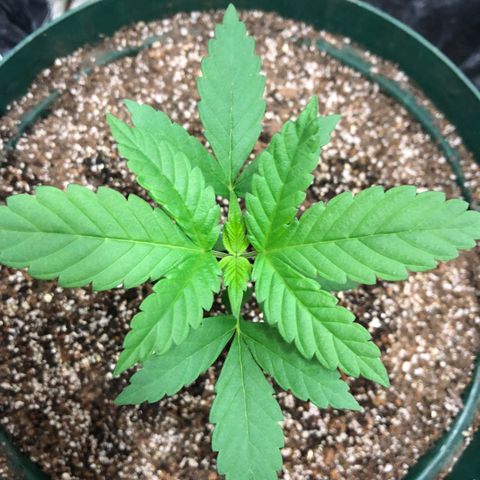 Amnesia Haze #1 growlog timeline photo