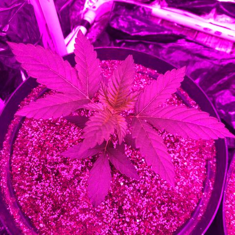 Amnesia Haze #1 growlog timeline photo