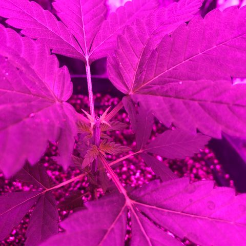 Amnesia Haze #1 growlog timeline photo