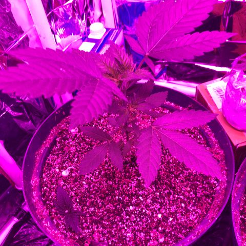 Amnesia Haze #1 growlog timeline photo