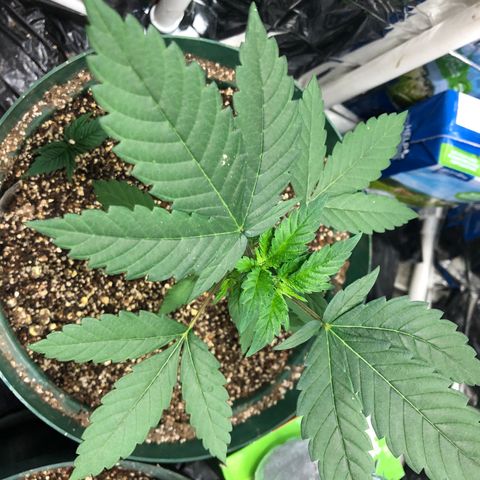 Amnesia Haze #1 growlog timeline photo