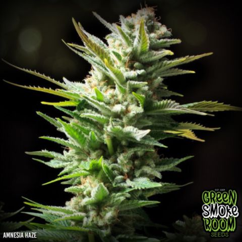 Amnesia Haze #1 growlog timeline photo